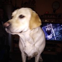 Primedog - Dog care service (@pallaschsascha) 's Twitter Profile