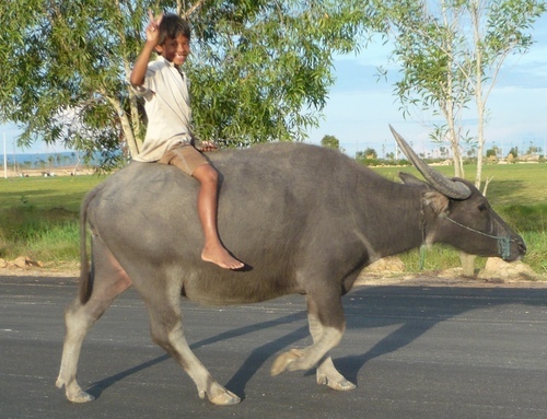 angkortour's profile picture. 