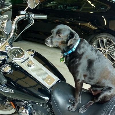 pjmjr60's profile picture. just here to observe