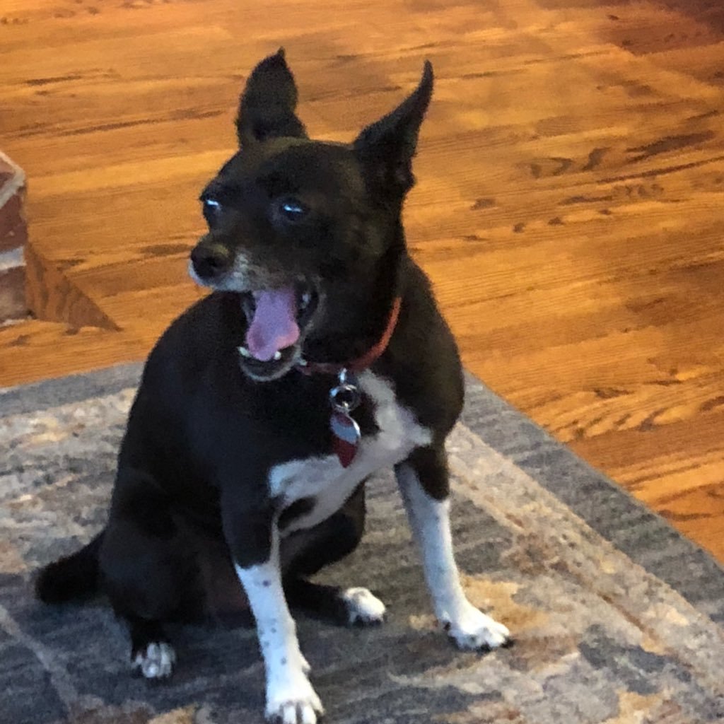 dclecompte's profile picture. irritated. irritating.