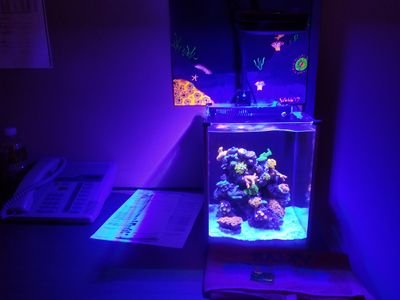 Coral Collector, Reef Enthusiast & Clownfish and Dart Frog breeder since 2016.