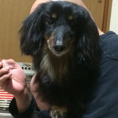 dhm_1010's profile picture. 動物とアニメ/漫画/音楽好きな30前半/不妊治療経て妊娠（2026.6月予定）/つわりやばい