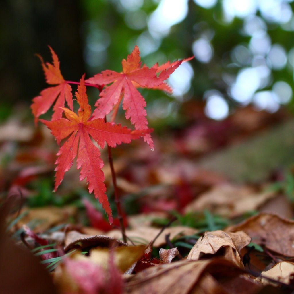 ryohei_phot's profile picture. 写真撮るのが好きな高専生 / eos kiss x7 / フォローお願いします🙏