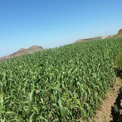 نقابل في حياتنا أغبياء أوخونة نكرهم وأشرار يبررون ويحاولون إقناع الآخرين ما يفعلونه أمر طبيعي وضروري أخذتهم(العز بالإثم)