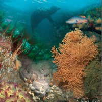 Pembrokeshire Marine Wildlife (@pembsmarinelife) 's Twitter Profile Photo Pembrokeshire Marine Wildlife (@pembsmarinelife) 's Twitter Profile Photo