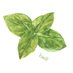 Basil (@palebasil) Twitter profile photo Basil (@palebasil) Twitter profile photo