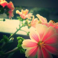 ゆうや (@yuua0512) Twitter profile photo