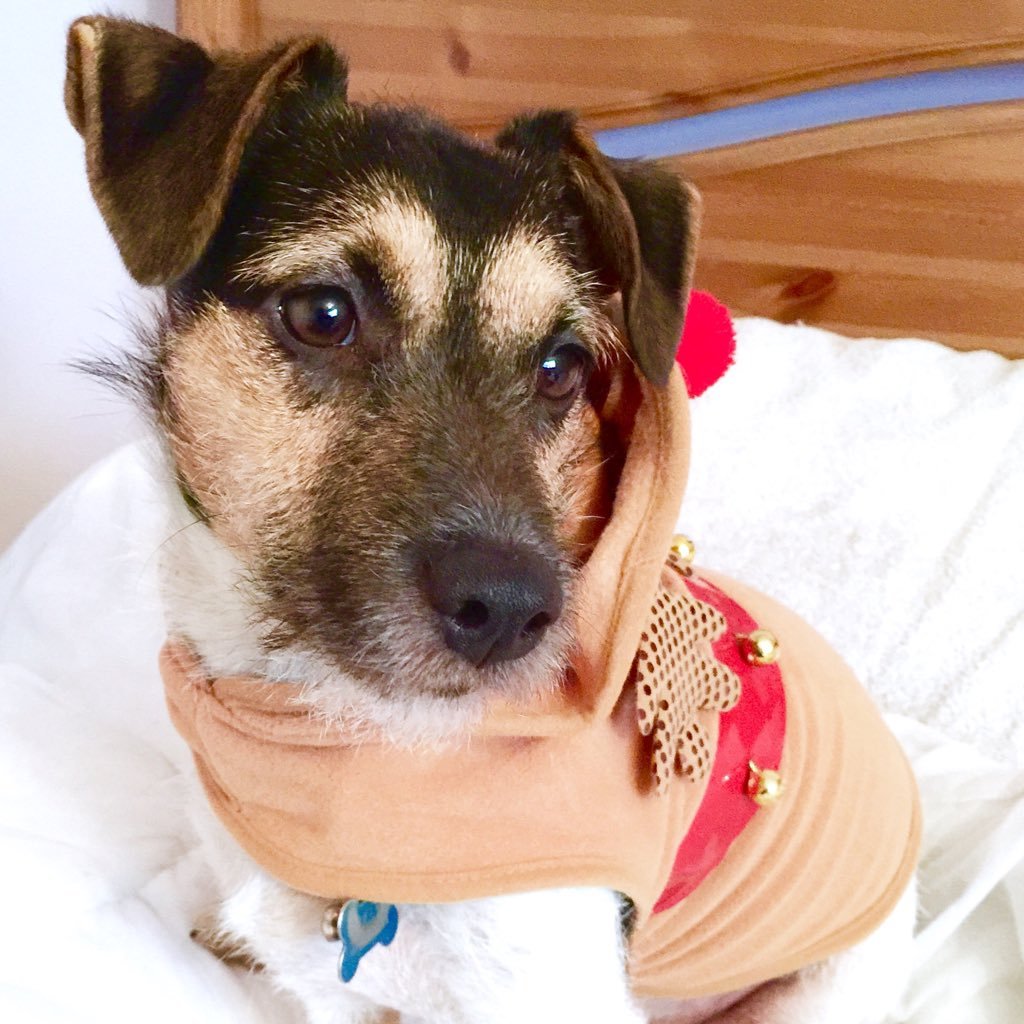 Jack Russell. Borks. Scarily Independent. Bossy. Grr's. Likes to chase cats, but is scared of them. Member of #ZSHQ 🐶🐾