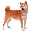 ShibaInuDogs Profile Picture