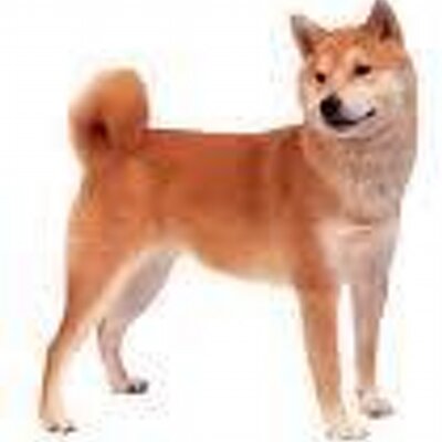 Shiba Inu For Sale Philippines - petfinder