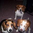 Joe Warden - @3HoundsYarnShop - Twitter