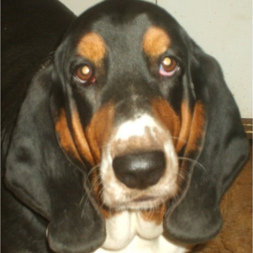 yolanda49305's profile picture. Widow of disabled Vietnam vet; snarky at times; prefer all dogs over most people. #Resist #BlueForever