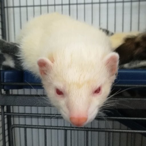 Get Actares Actares666 تويتر For Android Free Wallpaper Actares Actares666 تويتر Desktop Wallpaper