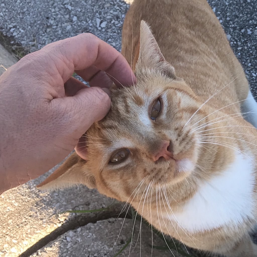 ayfkmrmeow's profile picture. 