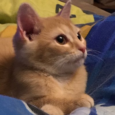 @ScampLikely