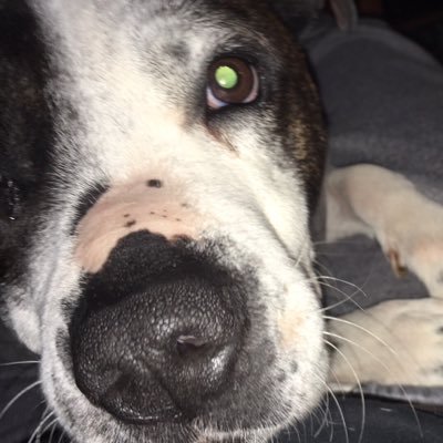 I am a music teacher. I love animals, music, and movies. I joined Twitter to try to win a workplace challenge.