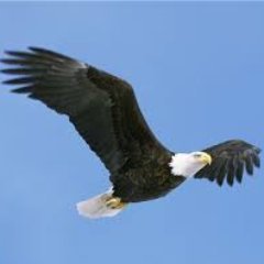 Striving to make Gov't act for ALL America, not only $$ Elite. Tell Gov't what you want -Tweet,Retweet, Sign Petitions, & VOTE. Senate: https://t.co/1Pq5Z4AYzA