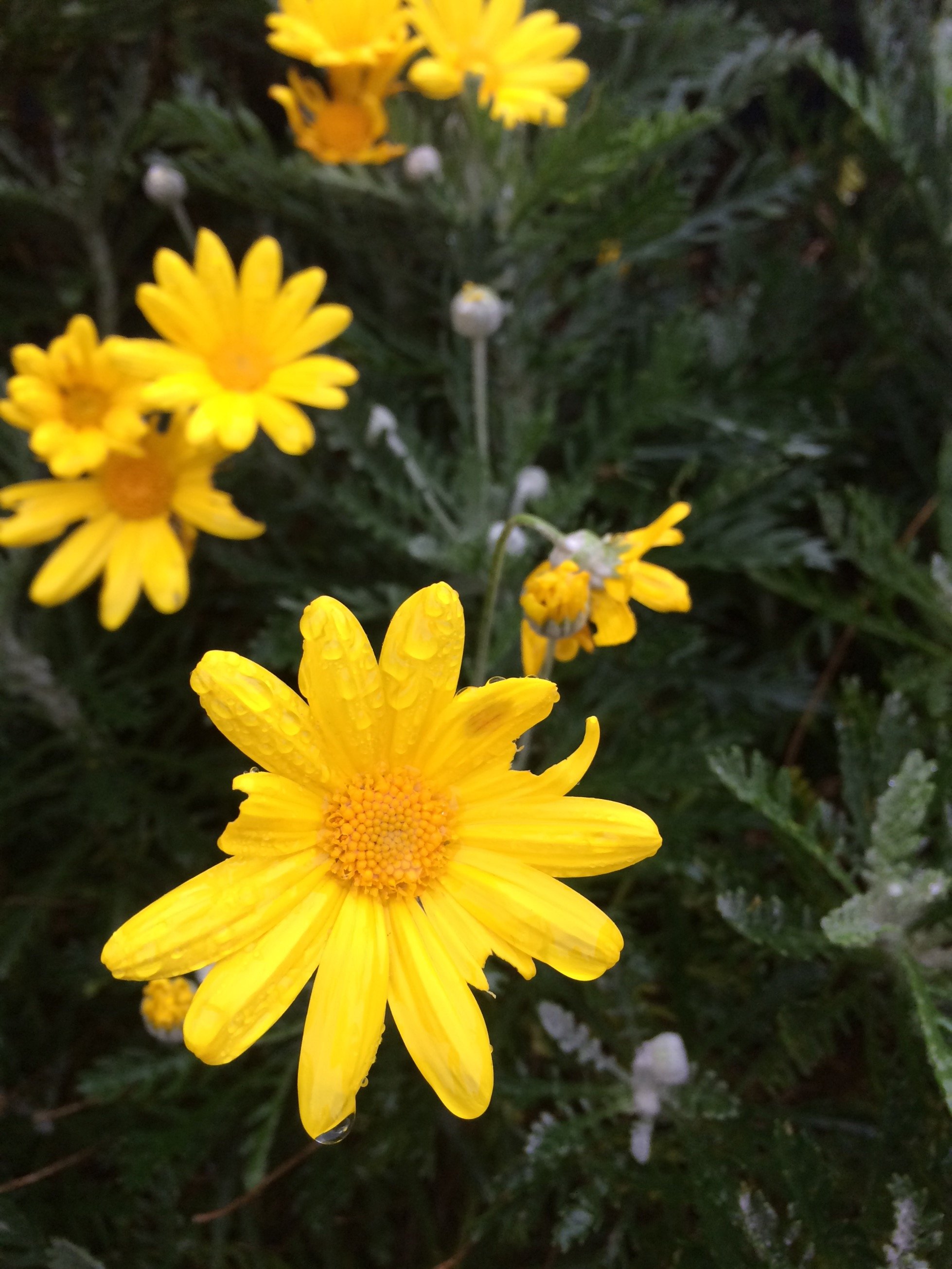 ellasinspo's profile picture. Creator of Ellas Inspiration, blog about Interior design & Living for home & garden.