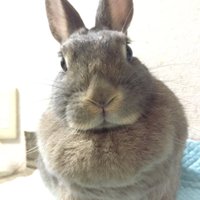 yuuka suzuki (@ucasanatomy) Twitter profile photo