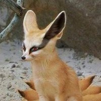 Nola Zorro🦊🍻 (@daniel_g985) 's Twitter Profile Photo Nola Zorro🦊🍻 (@daniel_g985) 's Twitter Profile Photo