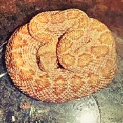 Killbox_Spider's profile picture. Welcome to the lab Located in beautiful Southern California.  Be careful with ur tarantulas and snakes