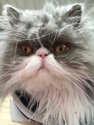 JeremyB44628130's profile picture. Liebour is alt-left fascist party that doesn't respect democracy. anyone supporting Hamas will be blocked