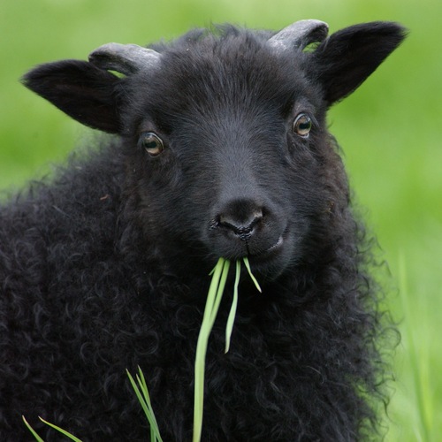 MorrisonCorner's profile picture. Visit with the sheep on the Farm at Morrison Corner, Mansfield VT