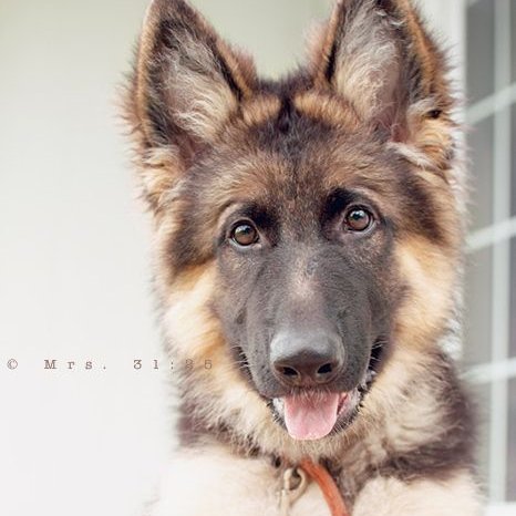 dogworld_love's profile picture. Dog Lovers 🐶🐶🐶