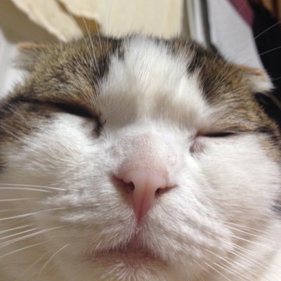 trumpet_4140's profile picture. 吹奏楽/trumpet/猫/アニメ/映画       音楽関係の人と繋がりたいです♪フォローお願いします!