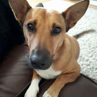 DENIS THE DOG LOVER 777 (@penny_and_fishy) 's Twitter Profile