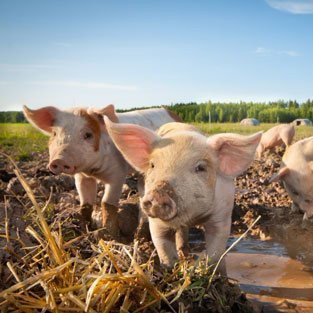 PNS is the marketing agent for hogs in NS. It carries out purchases & sales, & maintains a sustainable hog industry/favorable environment for pork production.