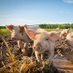 Pork Nova Scotia (@porkns) Twitter profile photo Pork Nova Scotia (@porkns) Twitter profile photo