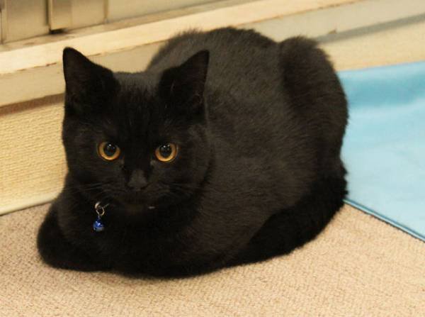 1SCD9VvIyNQiH2X's profile picture. 気のままに(=ﾟωﾟ=)猫耳メインかな‥
のんびりと描いてますがo(*≧∀≦)ﾉ
不定期投稿なる時あります‥
🈲無断使用禁止　　　　　
平日にイラスト投稿します(*ﾉω・*)ﾃﾍ
土日祝は時々かな(*‘ω‘ *)
返信出来ない時はごめんなさい💦