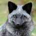 Silver Fox (@silverfoxhr) Twitter profile photo Silver Fox (@silverfoxhr) Twitter profile photo