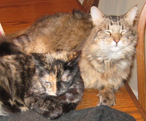I like to go on yahoo, twitter,
pet pet park, http://t.co/zG49PLvD1k and facebook (when I get one)!!
Love music!!