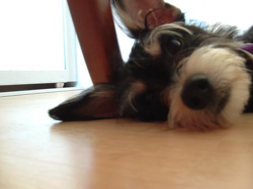 DogGoes's profile picture. At http://t.co/uKQPTjQOoo we look for the best places to have fun with your dog. Dog Park, Beaches, Hotels and more.