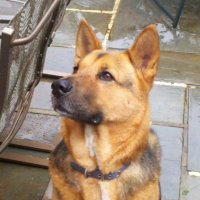 Lauren McConnell (@allaboutbear) 's Twitter Profile