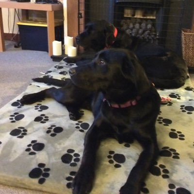 JeanetteChalme2's profile picture. Mother of three amazing boys, step mum and gran. Retired, loves dogs, swimming, music, reading.