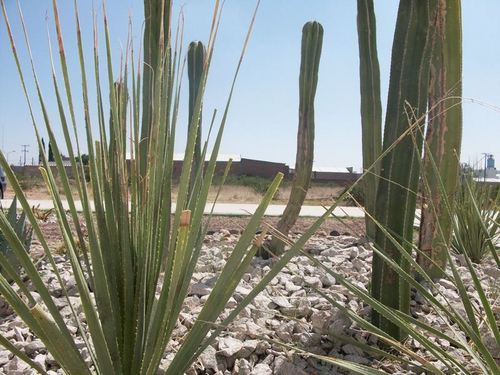 Proyecto que twittea el estado del clima en Durango y Gómez Palacio. AUN NO DA PRONOSTICOS Nada que ver con Conagua o Florencio o Gob. del Edo.