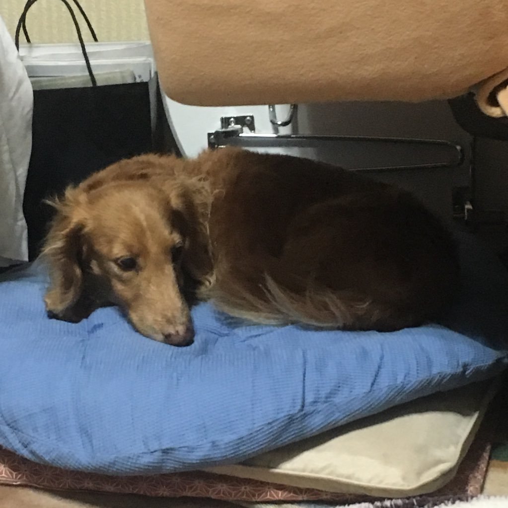 vanchan11's profile picture. Mr.Children/UVERworld/NICO Touches the Walls/Nothing's Carved In Stone/the HIATUS/BUMP OF CHICKEN/UNISON SQUARE GARDEN/MAGIC OF LiFE