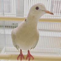 マイコウ🐦ふっふるーぐぅあ (@michael_juz) 's Twitter Profile