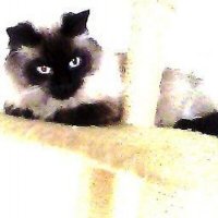 Thommy, Herr von und zu.. (@timmythommy) Twitter profile photo