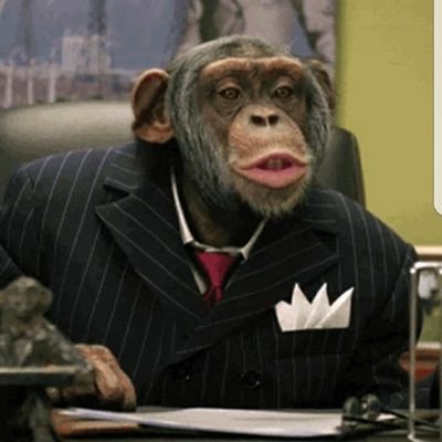 I'm not actually a monkey. I'm a chimp, which makes me an ape, but Ape CFO sounds dumb. My goal is to educate the world on how and when to throw feces.