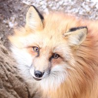 NIKUO (@onraisan) 's Twitter Profile