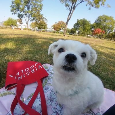 MyBonBonBox's profile picture. 하이브리드 말티즈 깡패와 같이 삽니다~