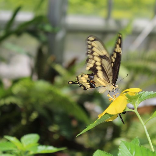 Privately owned non-profit raising and breeding Florida Native Butterflies.  Our 3600 Sq Ft Butterfly Garden will amaze guests.