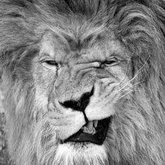 LeaoRap's profile picture. Tudo que o governo odeia em poesia e Beats Zn rap ✌