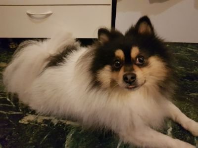 I'm a Pomeranian 💕 I live in Milan  and I love my Family and Friends  😍 follow me https://t.co/6bMCgW5ks3 Put a ❤