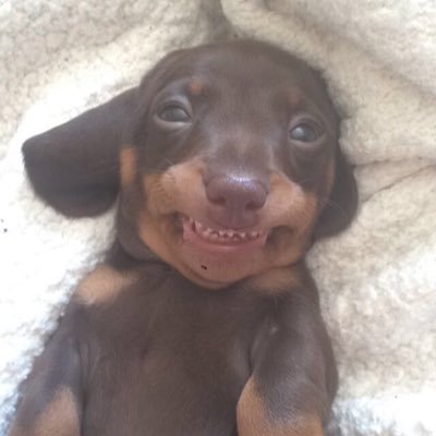 I’m Gordon a miniature dachshund. I live in the uk with my humans. I love digging, cuddles and toys. I hate the rain, pigeons and getting wet.