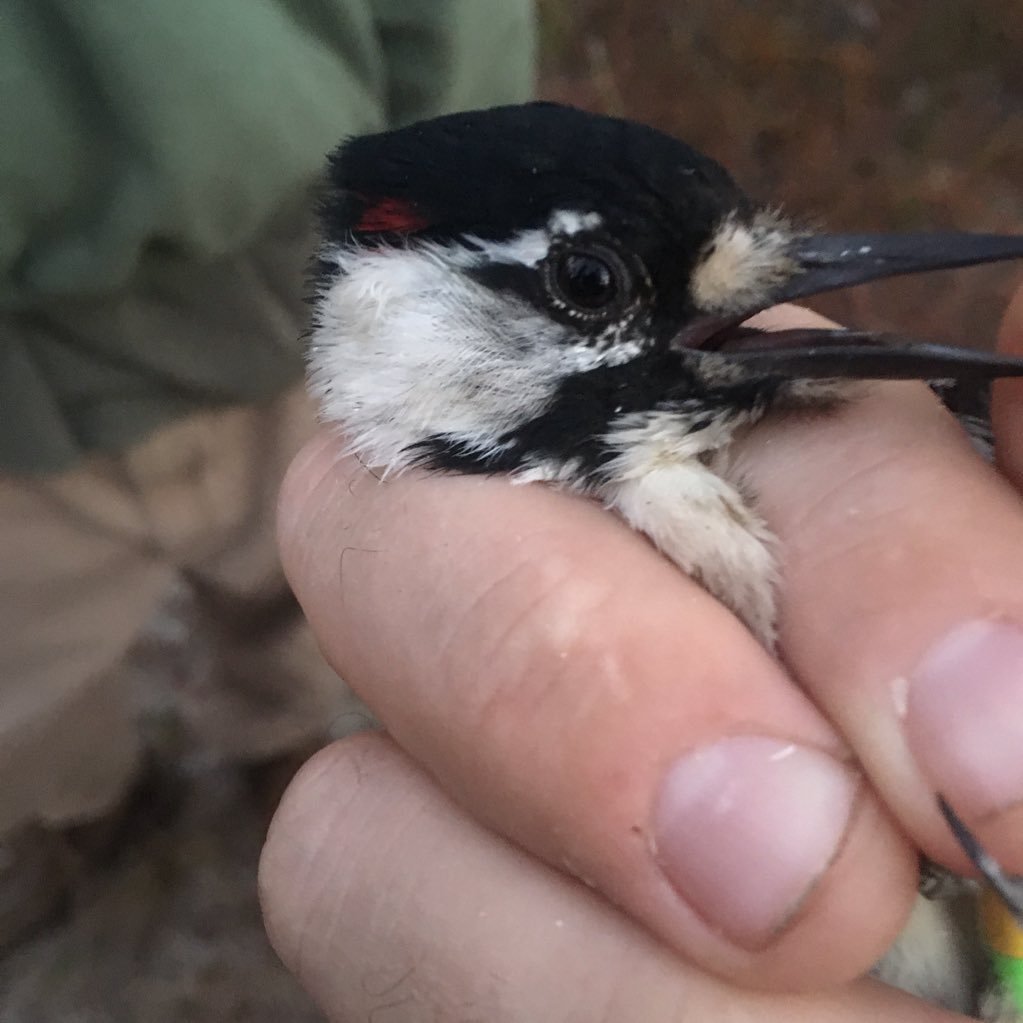 DamianMS's profile picture. CO St Univ.Ecologist,Conservationist, Nat. Res Mgr, 🔥 Ecology,Wildland 🔥❤️ 🔥 -dependent ecosystems &RCWs. @mobile_midlands,cofounder All tweets are my own